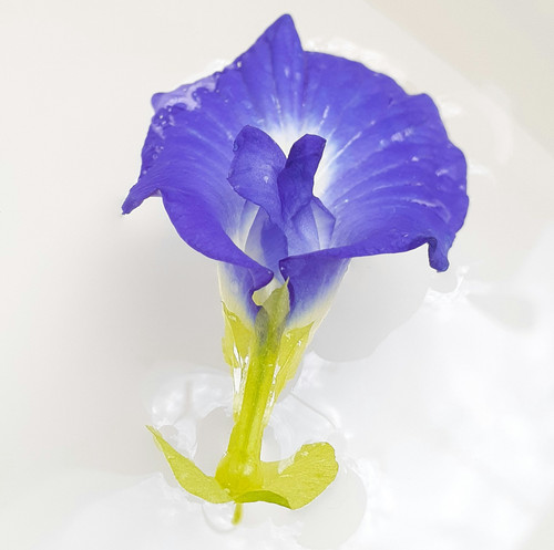 lucky alamanda xC3 1H7QPyA unsplash.jpg