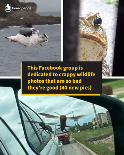 funny crap wildlife photography meme.jpg