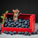 www.naked-ai.art - A red box of blue berries with a rat dancing inside