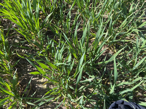 GnyeLIUXgAAuY r?format=jpg.jpg