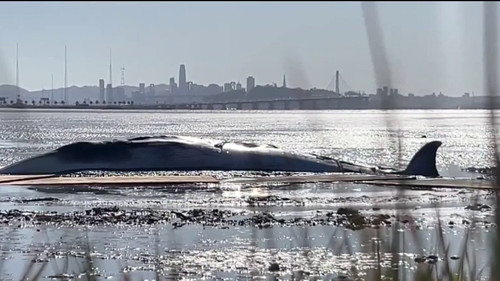 Stranded Minke whale euthanized following Emeryville sighting.jpg
