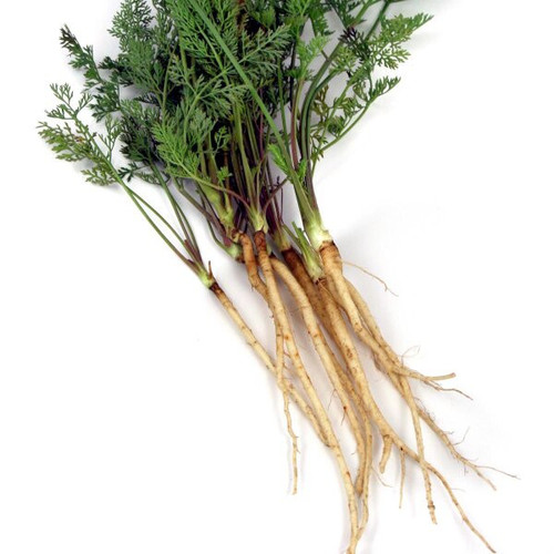 wilde moehre daucus carota ssp carota bio saatgut~2.jpg