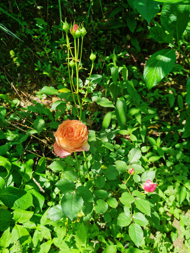 IMG 20230515 101957.jpg