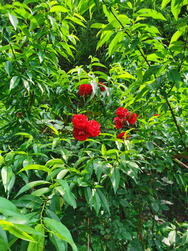 IMG 20230512 152814.jpg