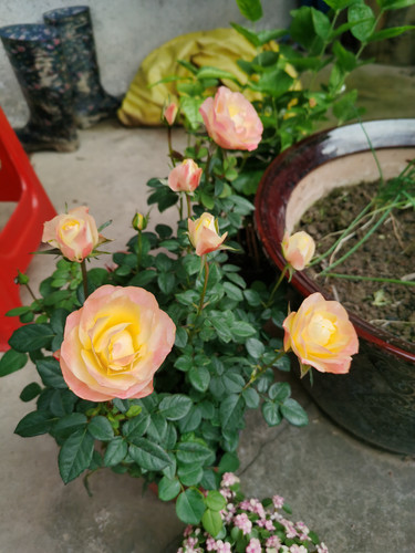 IMG 20241006 152554.jpg