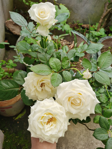 IMG 20250522 133254.jpg
