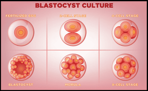 blastocyst culture and transfer 1 1.png