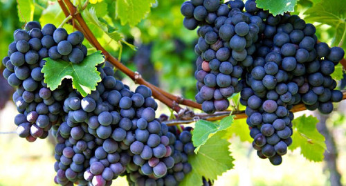 cQcpdUwqAY8l1WD9MFIU79Ge094GhFTCyyHZQBy82at0JwftFikH PyVMh7IzH5kh5J4VKg1Czqpqi4BZpz2tAlmmKp1DuMVF3DU.jpg