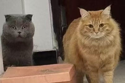 Camera XHS 17477550478181040g00831daqnlgd0m0g4a4ce53qs1ah6290ke0 edit 174853147614986.jpg