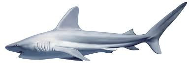 shark.jpg