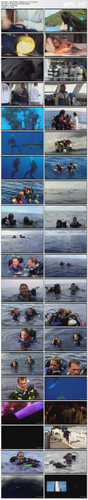 Open Water 1 (2003) ระทึกคลั่ง ทะเลเลือด.mp4 thumbs [2025.05.23 09.06.28].jpg