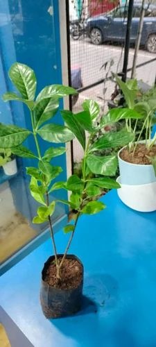 gardenia flowering plants 500x50.jpg