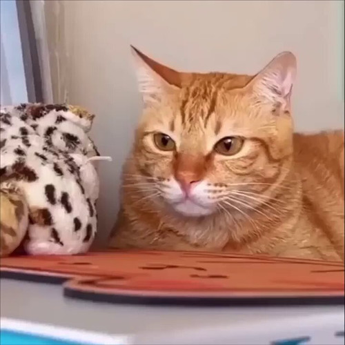 9VqWq5dCHlRl5XaB.jpg