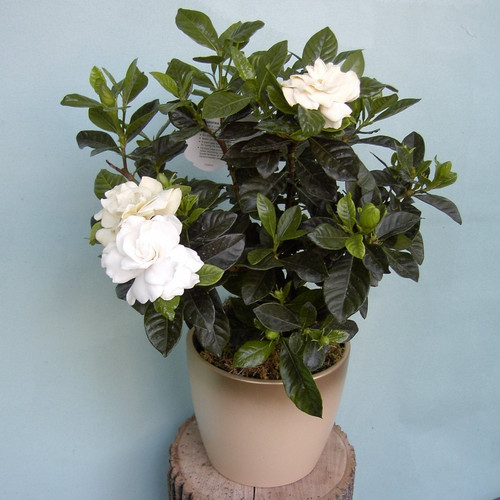 GardeniaPlant1.jpg