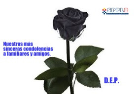 rosa280.jpg
