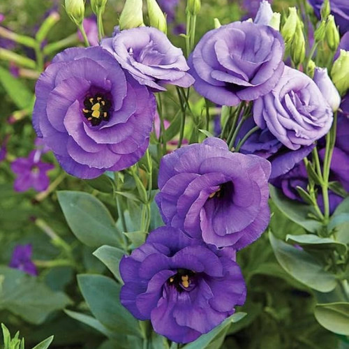 NandiniLisianthus Flower Plant.jpg