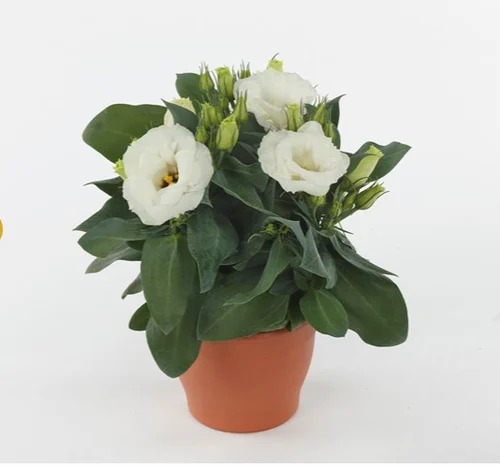 lisianthus eustoma juliettaf1whi (1).jpg