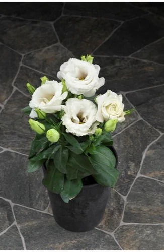lisianthus eustoma juliettaf1whi.jpg