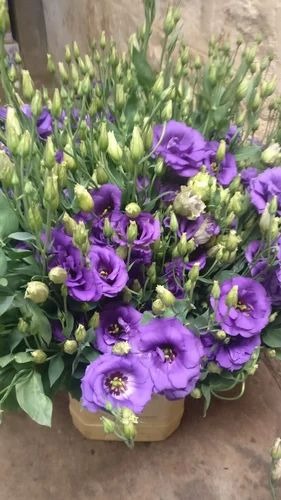 img 20170727 wa0004 500x500.jpg