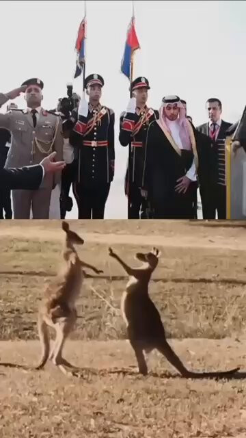 3YYIrB4touuMYINh.jpg