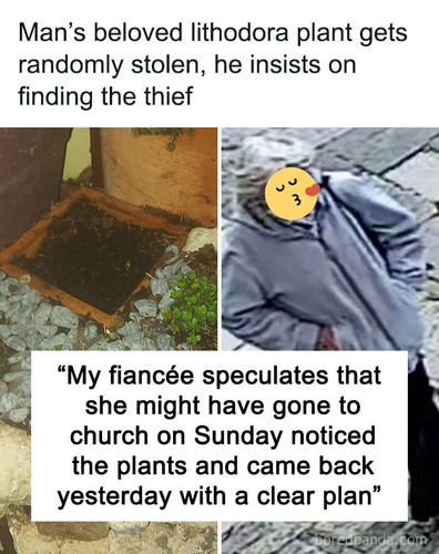 angry owner plant thief.jpg