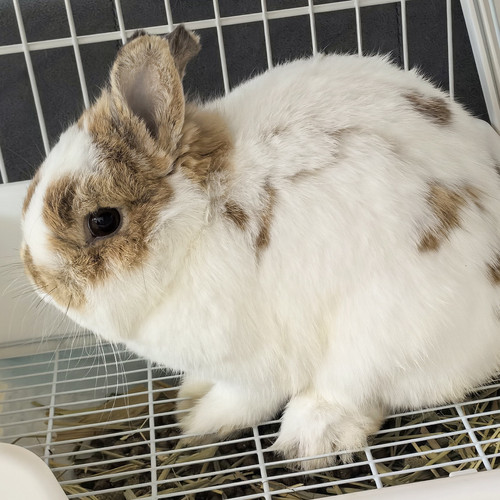 IMG 20250409 165954.jpg