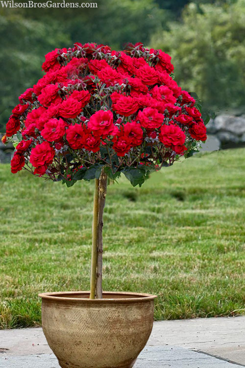 rosa oh my floribunda rose tree 1.jpg