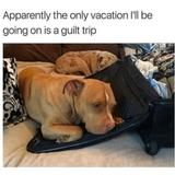 travel meme 54 480.png