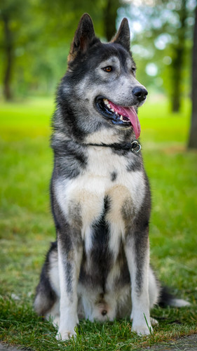 Husky16656 rectangle 20250410 183309 061 72.jpg