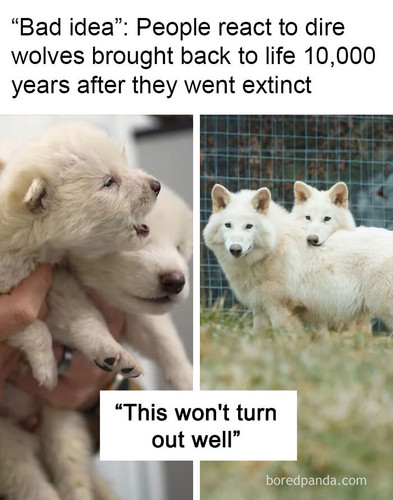 meme direwolf2.jpg