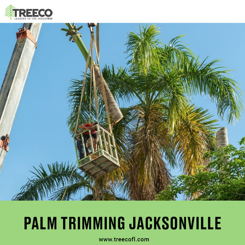 PALM TRIMMING JACKSONVILLE.jpg