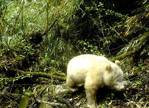all white albino panda first photograph 1 5cecfef73e4c0 700.jpg