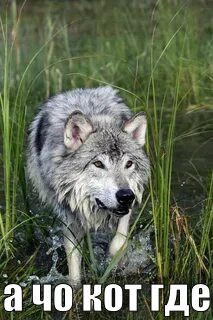 blob.jpg