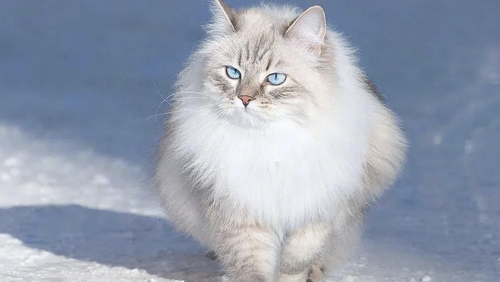 IMG 20250410 142657.png