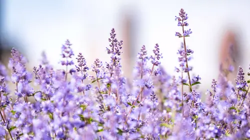 flowers.webp