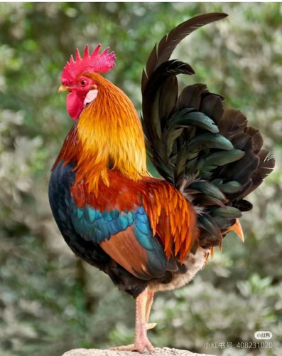 Camera XHS 17441929158731040g2sg30srv5bbaka005nojk33g8cfujeg7q08.jpg