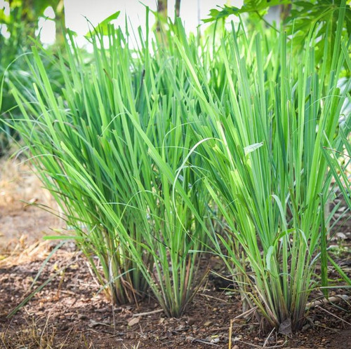 10 Plants That May Help Repel Bugs Like Mosquitoes, Flies, Spiders, and More.jpg