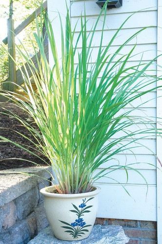 Lemon Grass Plant Patios Benefits of Adding Lemon Grass Plants to Your Outdoor Space.jpg