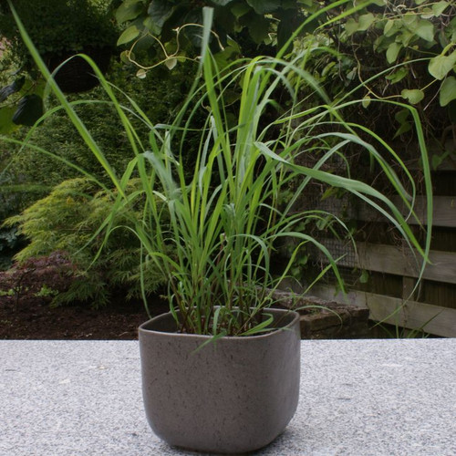 Lemon Grass (1).jpg