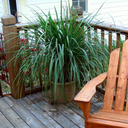 Lemon Grass Collection, 4 , Ornamental Grasses, Zone 8 11.jpg