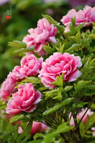 u=1874602218,2633914267&fm=253&fmt=auto&app=138&f=JPEG.webp