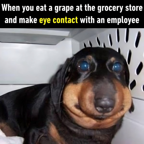 472041108 10164391205971840 368014519706867061 n.png