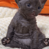 ezgif 6491b3dde1e7ce.gif