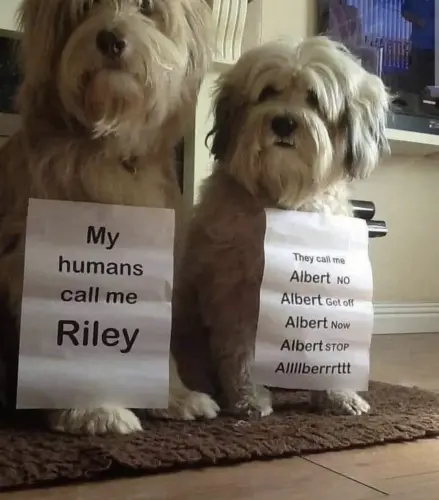 there are two types of dogs v0 q1iub44raste1.webp