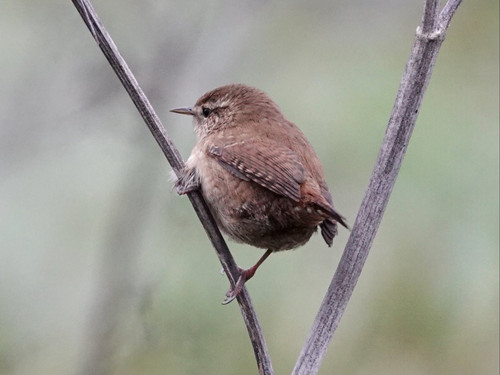 GoIKGWDWgAAqcG5.jpg