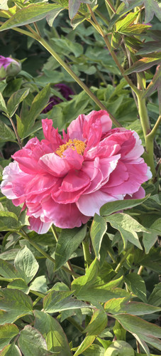 IMG 20250406 164056.jpg