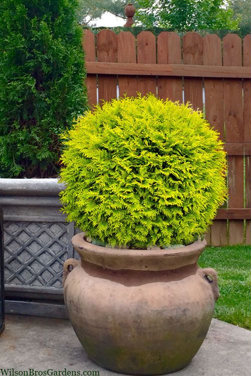 Buy Golden Globe Arborvitae (Thuja) FREE SHIPPING Wilson Bros Gardens 3 Gallon Pot for Sale.jpg