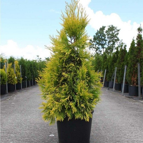 Thuja plicata 4 Ever Goldy Thuya géant de Californie, jaune et conique.jpg
