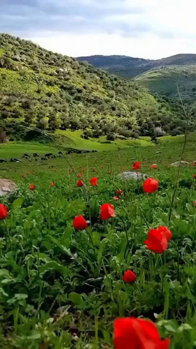 ytf5sAa7bd5JK5jD.jpg