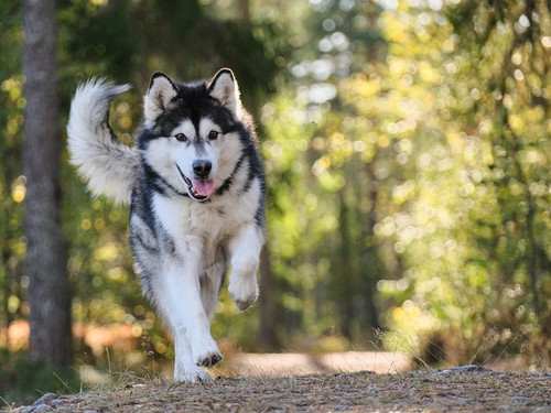 dog.jpg